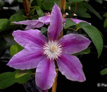 Clematis 'Dr Ruppel' Clematis 'Dr Ruppel'