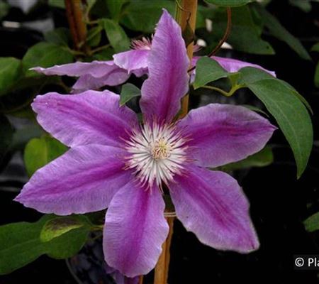 Clematis 'Dr Ruppel'