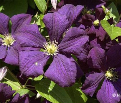 Clematis 'Etoile Violette' Clematis 'Etoile Violette'