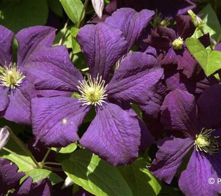 Clematis 'Etoile Violette' Clematis 'Etoile Violette'