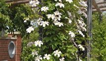 Waldrebe, Clematis