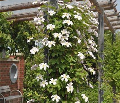 Clematis 'Huldine' Clematis 'Huldine'