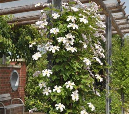 Clematis 'Huldine' Clematis 'Huldine'