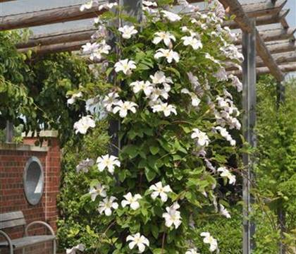 Clematis 'Huldine'