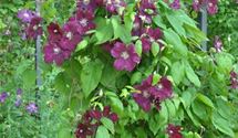 Waldrebe, Clematis