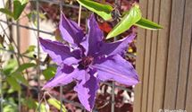 Waldrebe, Clematis
