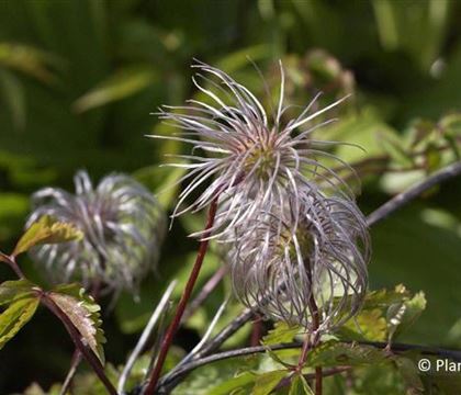 Clematis alpina