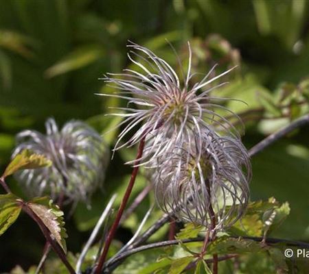 Clematis alpina
