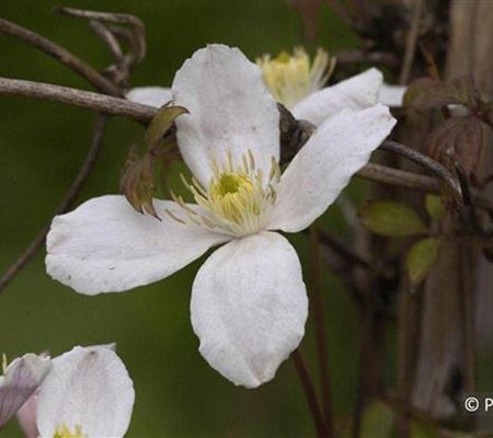 Clematis montana var. grandiflora Clematis montana var. grandiflora