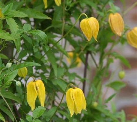 Clematis tibetana ssp. tangutica