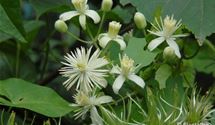Waldrebe, Clematis