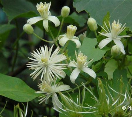 Clematis vitalba Clematis vitalba