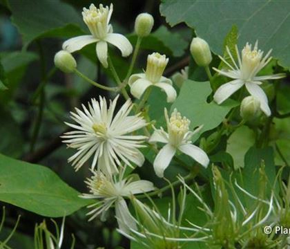 Clematis vitalba Clematis vitalba