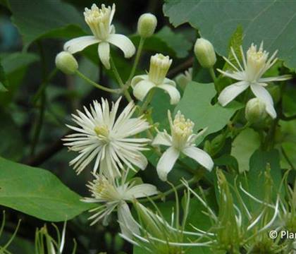 Clematis vitalba