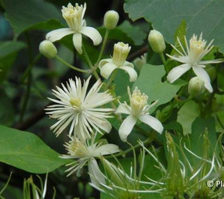 Clematis vitalba