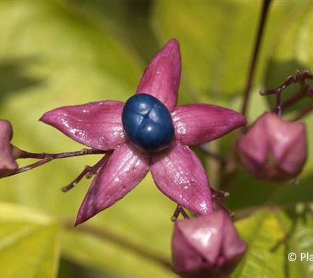 Clerodendrum trichotomum
