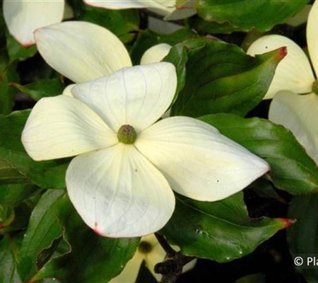 Cornus 'Venus' Cornus 'Venus'