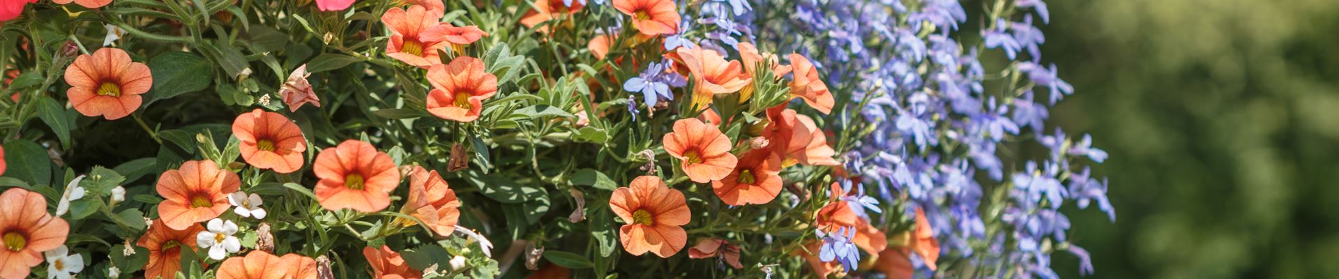 GS535177.jpg GS535177.jpg