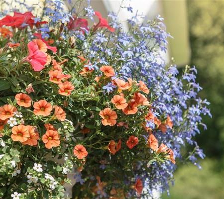 Urban Gardening – Blumenampel aus Konservendosen Urban Gardening – Blumenampel aus Konservendosen