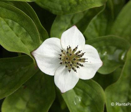 Cornus canadensis