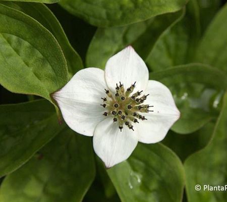 Cornus canadensis Cornus canadensis