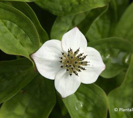 Cornus canadensis