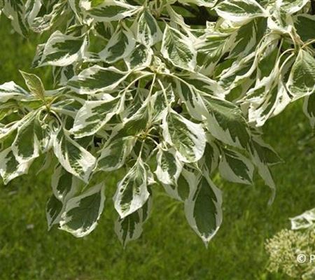 Cornus controversa 'Variegata' Cornus controversa 'Variegata'