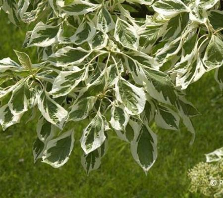 Cornus controversa 'Variegata'
