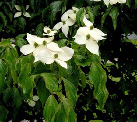 Cornus kousa