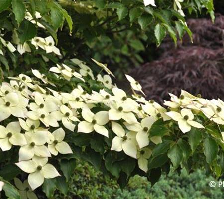 Cornus kousa 'Milky Way'