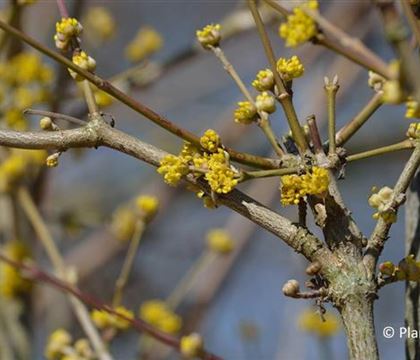 Cornus mas 'Jolico'