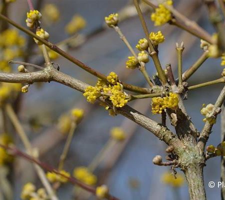 Cornus mas 'Jolico'