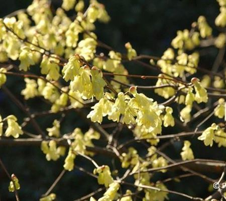 Corylopsis pauciflora