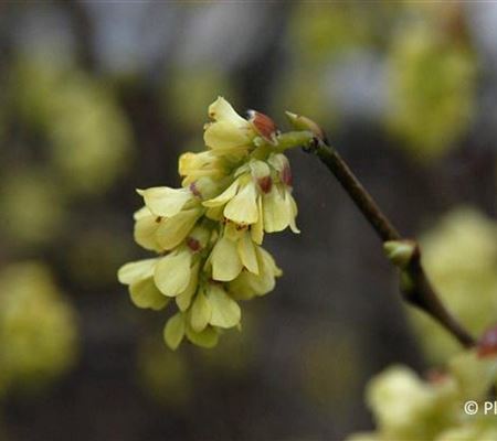 Corylopsis spicata