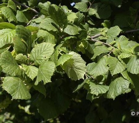Corylus avellana