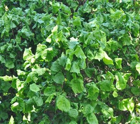 Corylus avellana 'Contorta'