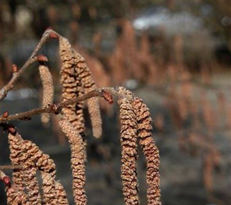 Corylus maxima 'Purpurea'