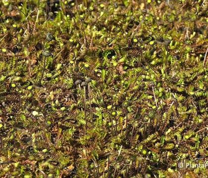 Cotula squalida (Syn. Leptinella) Cotula squalida (Syn. Leptinella)