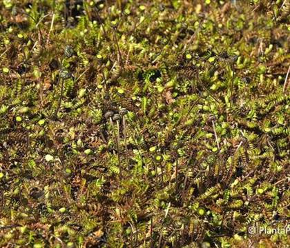 Cotula squalida (Syn. Leptinella)