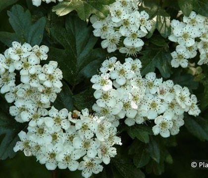 Crataegus laevigata Crataegus laevigata