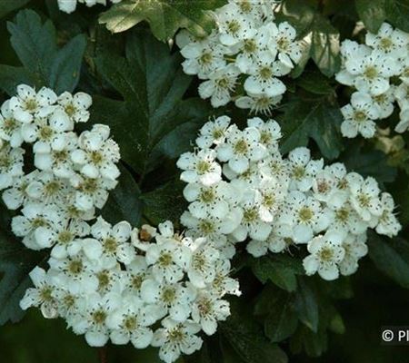 Crataegus laevigata