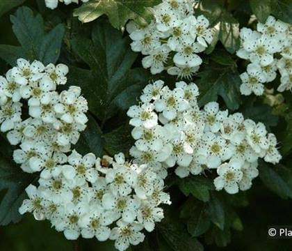 Crataegus laevigata