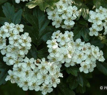 Crataegus laevigata