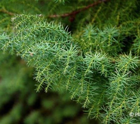 Cryptomeria japonica 'Elegans' Cryptomeria japonica 'Elegans'