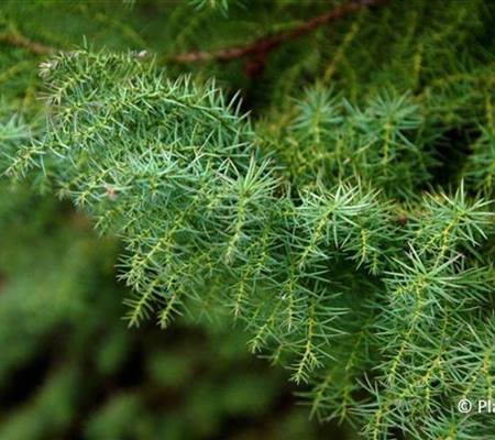 Cryptomeria japonica 'Elegans'