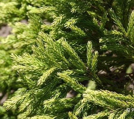 Cryptomeria japonica 'Globosa Nana' Cryptomeria japonica 'Globosa Nana'