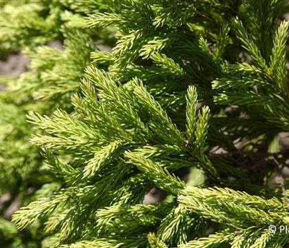 Cryptomeria japonica 'Globosa Nana'