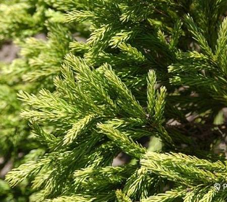 Cryptomeria japonica 'Globosa Nana'