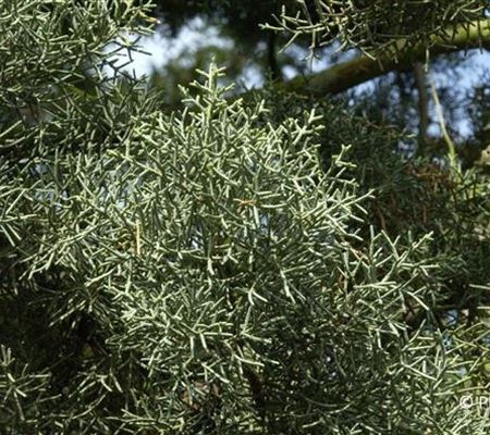 Cupressus arizonica 'Glauca' Cupressus arizonica 'Glauca'