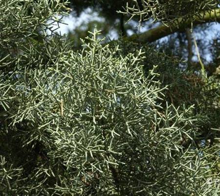 Cupressus arizonica 'Glauca'